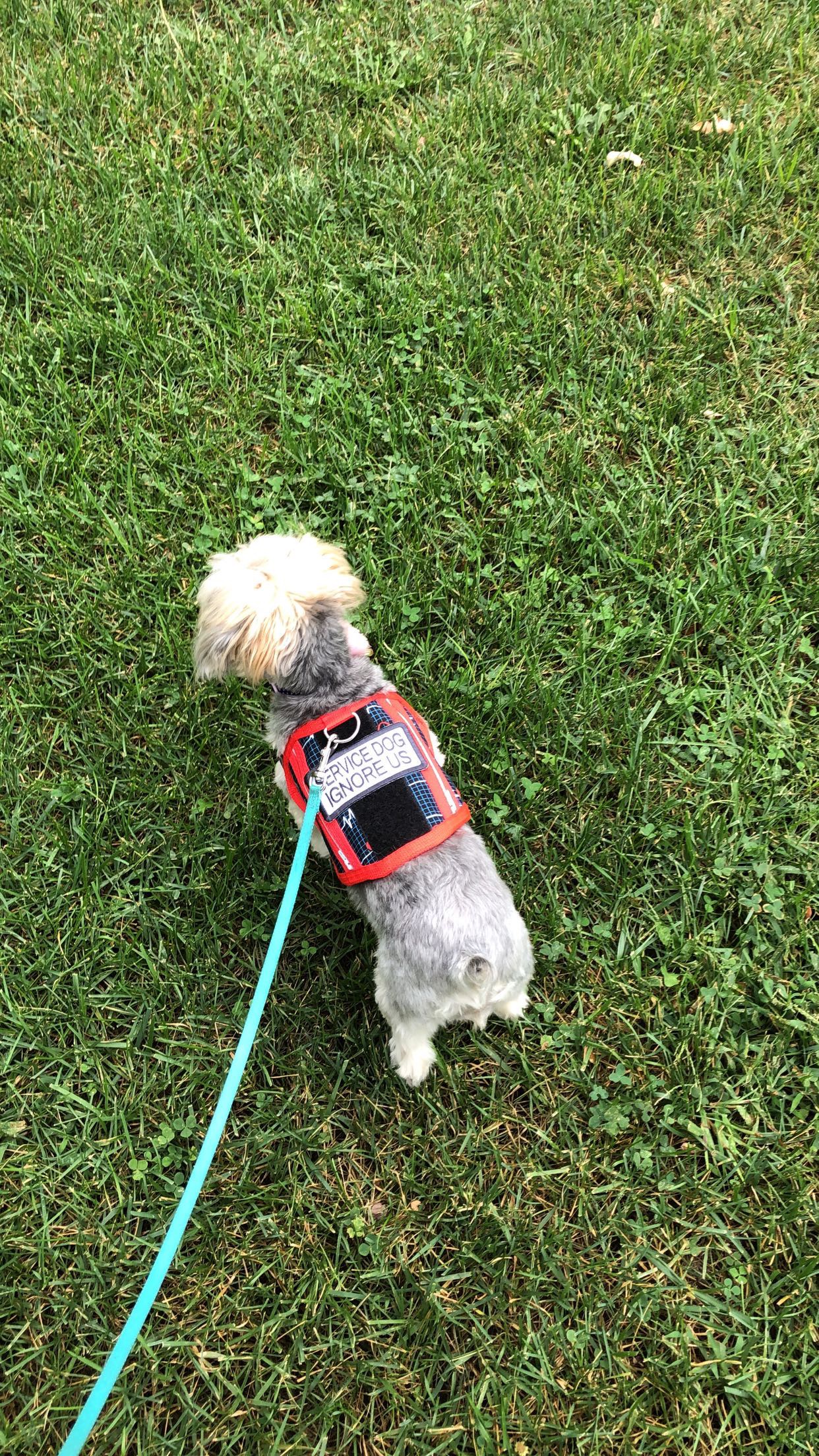Above view of Poppy, a small gray service dog, wearing vest and leash walking through grass