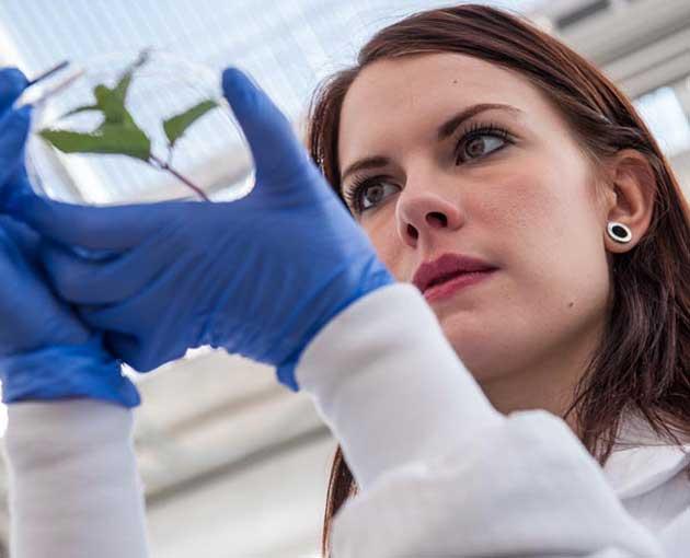 A student in a white coat with blue gloves examines a plant in a greenhouse