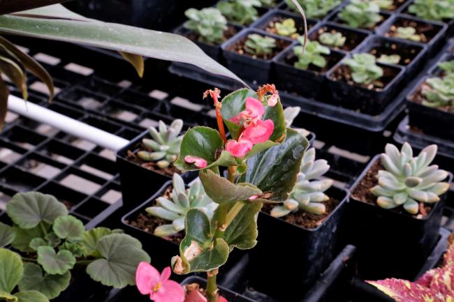 Plants in the greenhouse