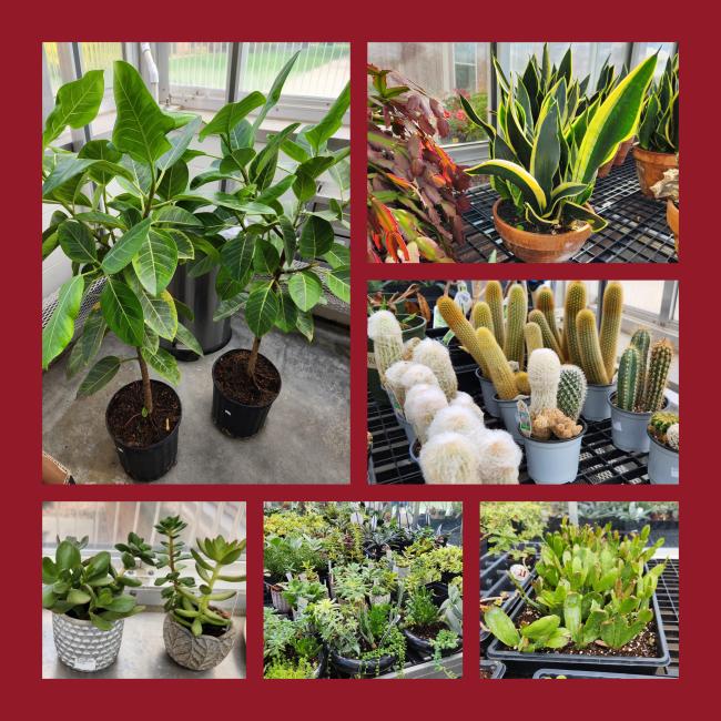 A variety of plants that are for sale