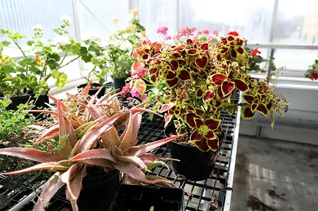 Greenhouse